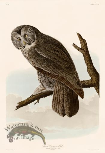 351 GreatCinereous Owl
